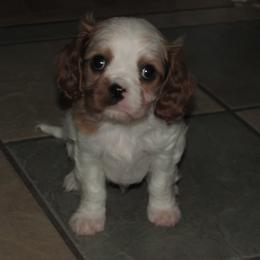 Smudge - Blenheim male Cavalier King Charles Spaniel puppy in Harvard, Illinois from Lori's Cavalier King Charles Spaniels & Dachshunds