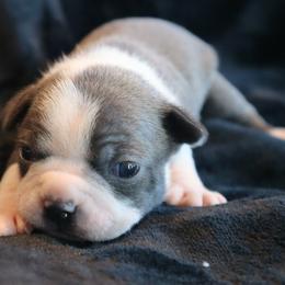 Blue and white female - Blue female Boston Terrier puppy in Seguin, Texas from Campos Farms