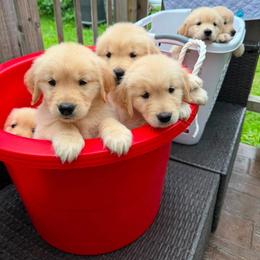 Golden Retriever Puppies from Skyland Golden Retrievers
