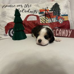 Boy 2 - White black and tan male Beagle puppy in Newman, California from Valley Beagles