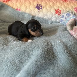 Boy puppy 2 - Black and tan Dachshund puppy in Henrico, Virginia from All About Pets