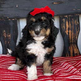 Chesney - Tri-color female Bernedoodle puppy in Fort Gibson, Oklahoma from Waggle Doodles