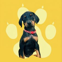 Doberman Pinscher Puppies from Ranchers Companion Doberman Kennel