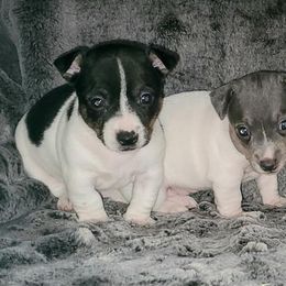 Teddy Roosevelt Terriers from Valley of the Blue Dogs