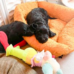 Goldendoodle Puppies from Lundee Doodles