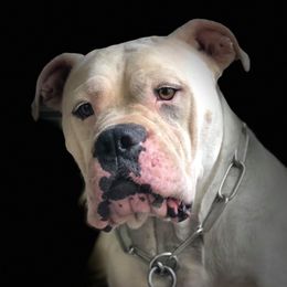 Sugar - Alapaha Blue Blood Bulldog