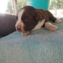 Australian Shepherd Puppies from Eon's Aussies