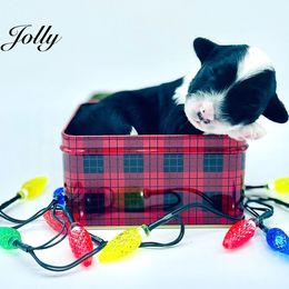 Boy 2 - Black and white male Sheepadoodle puppy in Pataskala And Thornville, Ohio from Four Front Doodles - Pataskala