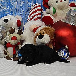 SCOUT (Jingle) - Black and white male Havanese puppy in Salt Lake City, Utah from Steal Your Heart Havanese