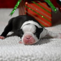 Grace - Black and white female Boston Terrier puppy in Gober, Texas from Trigger Time Kennels