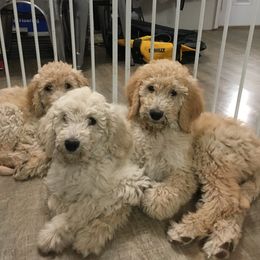Poodle Puppies from Star Valley Standards