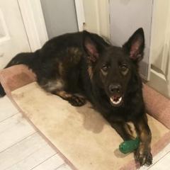 Nova - German Shepherd