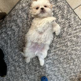 Shih Tzu Puppies from Prescious Shih Tzu’s