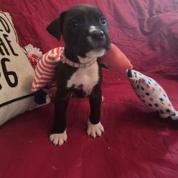 Storm - Black female American Staffordshire Terrier puppy in Manton, Michigan from Freedom Amstaffs Legacies