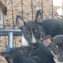 Magic - Black tan and white female Rat Terrier puppy in Harbison Canyon, California from Manumit Rat Terriers