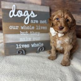 Bow tie - Caramel male Australian Labradoodle puppy in Dawson, Georgia from Still Pond Australian Labradoodles