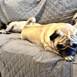 Penelope - Pug