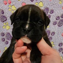 Blaze - Brindle male Boxer puppy in East Moline, Illinois from WildRiver Boxers