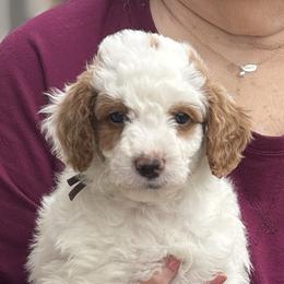 Asiago - Parti male Goldendoodle puppy in Danville, Virginia from Stella’s Stunning Goldendoodles of VA