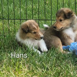 Collie Puppies from Jamie Jamie Andersen Andersen