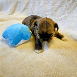 Cedar - Brindle male Lhasa Apso puppy in Hillsboro, Oregon from Luv-N-Laughter Lhasa Apsos