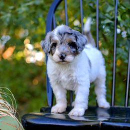 Silver - Grey and white female Bernedoodle puppy in Queen Creek, Arizona from Dulcito Doodles