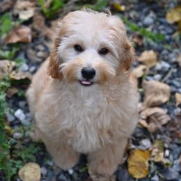 Bernedoodle, Cavapoo, Cockapoo, Double Doodle, and Poodle Puppies from Heavenly Puppies to Love
