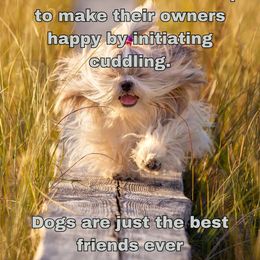 Shih Tzu Puppies from N.F.S.T Imperial ShihTzu Puppies.