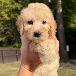 Yellow Collar - Red  female Goldendoodle puppy in Ringgold, Georgia from Sweet B’s Goldendoodles