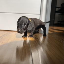 Shadow - Black male Dachshund puppy in Los Angeles, California from Dachshunds of the Desert