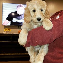Goldendoodle Puppies from Nichols family k9s