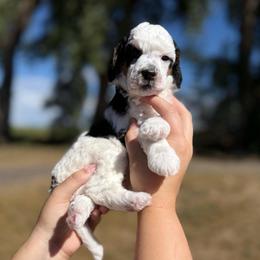 Abilene - Parti female Poodle puppy in Ault, Colorado from The Peaks Premium Poodles