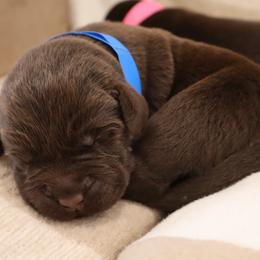Rainy - Chocolate female Labrador Retriever puppy in Camden, Indiana from Camden's Caring Canines