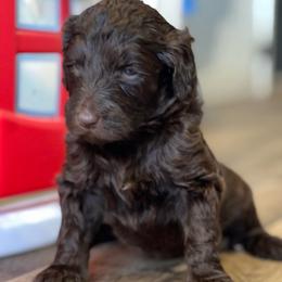 Male 2 - Chocolate male Labradoodle puppy in Mountain View, Missouri from Gastineau Doodles