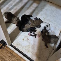 Shichon puppies from Kelli's Kennels