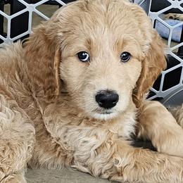 Blue - Goldendoodle puppy in Glenford, Ohio from Mi-De Doodles