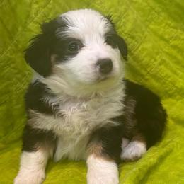 Rhett-red - Tri-color male Bernedoodle puppy in Lynch Station, Virginia from Mini Bernedoodles by Ziva & Zac