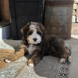 Bernedoodle and Cavapoo Puppies from Main Street Bernedoodles