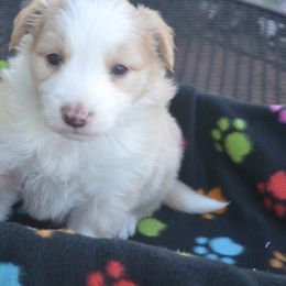 Border Collie Puppies from Buttonwillows Farm Border Collies