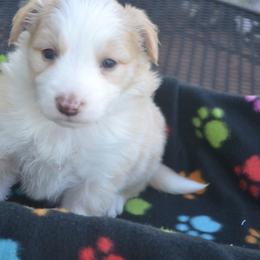 Border Collie Puppies from Buttonwillows Farm Border Collies