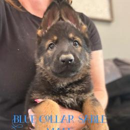 Blue collar - Sable male German Shepherd puppy in Canterbury, Connecticut from Nachtwaechter German Shepherds, LLC