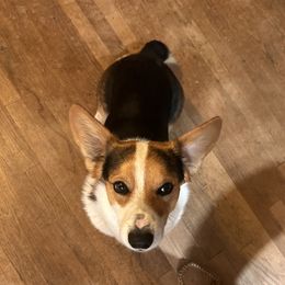 Bandit - Pembroke Welsh Corgi