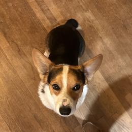 Bandit - Pembroke Welsh Corgi
