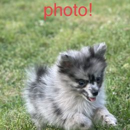 Chihuahua and Pomeranian Puppies from Cheyenne’s Pups