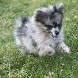 Chihuahua and Pomeranian Puppies from Cheyenne’s Pups