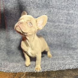 Puddin - Tricolors female French Bulldog puppy in Minco, Oklahoma from Findley’s Furbabies