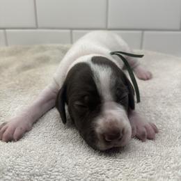 Green Boy - Liver male German Shorthaired Pointer puppy in White Salmon, Washington from Holding Hands Farm