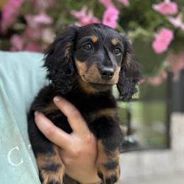 Greta - Black and tan female Dachshund puppy in Crystal, Michigan from Mare-bella Dachshunds