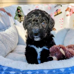 Goldendoodle Puppies from Southern Star Goldendoodles