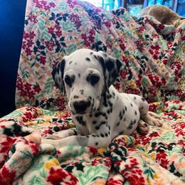 Payday - White and black male Dalmatian puppy in Austin, Texas from Dazzling Dalz